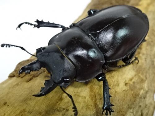 くわかぶプラネット / ヤエヤママルバネクワガタ メス単品