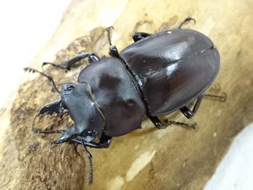 くわかぶプラネット / 【マット付き】ヤエヤママルバネクワガタペア