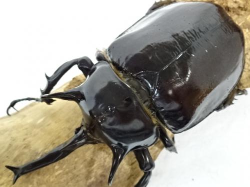マルスゾウカブトムシ】 マルス標本 雌雄セット 昆虫セット