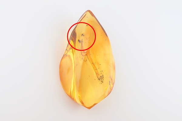 虫入琥珀原石 - 久慈琥珀オンラインショップ