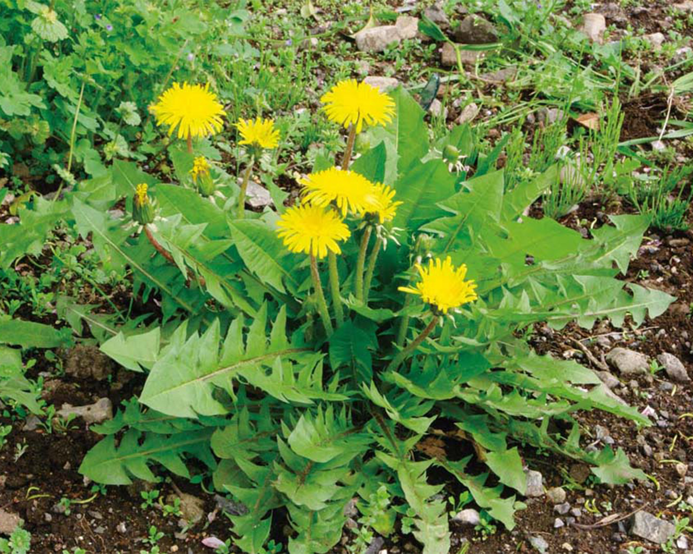 タンポポ（セイヨウタンポポ）｜草花｜デジタルずかん - 教育出版