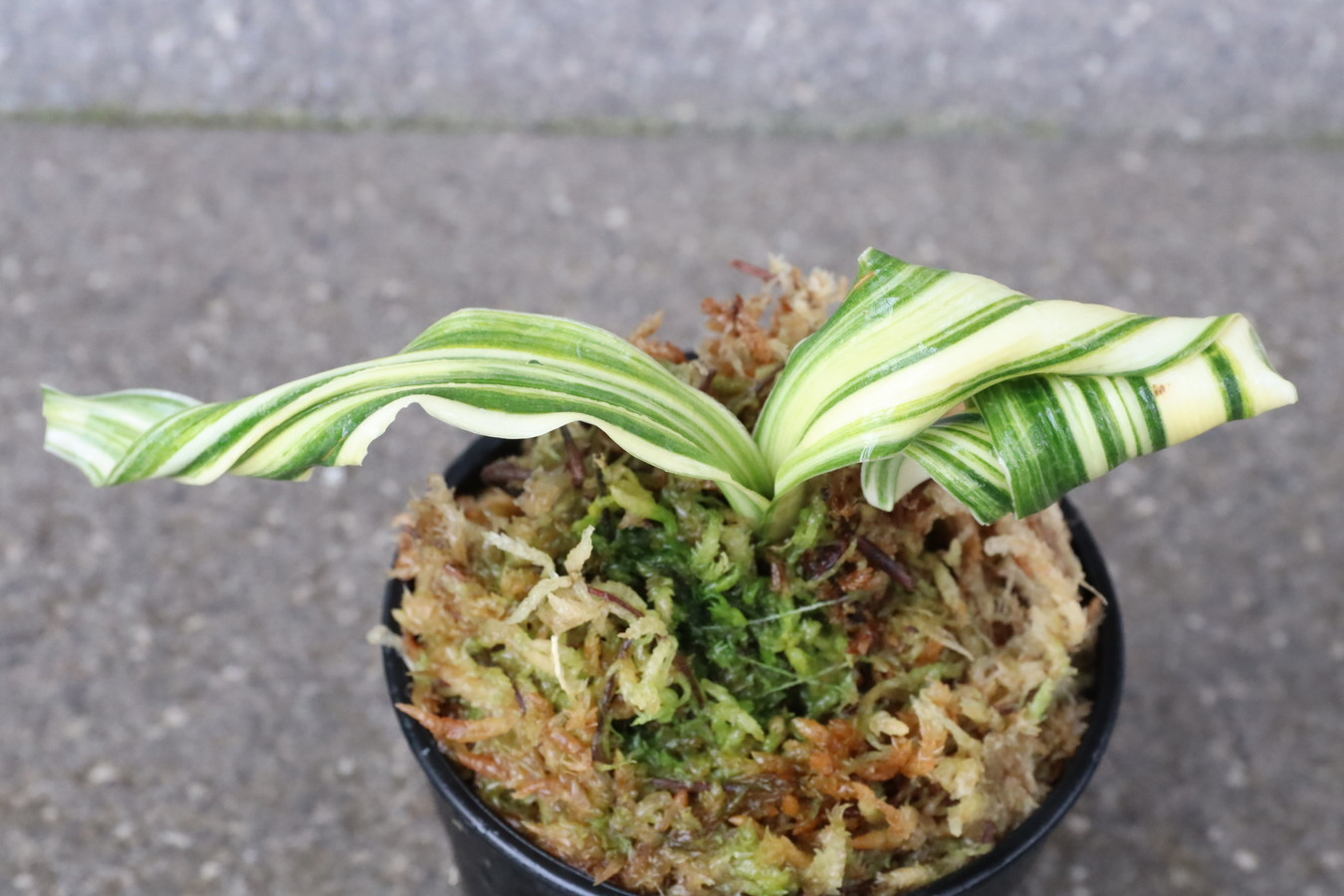 豊明園 / 獅子系