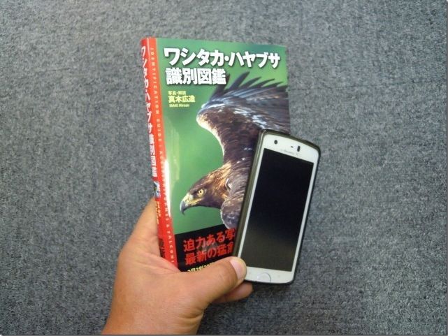 ワシタカ・ハヤブサ識別図鑑 Hobby's World｜野鳥撮影やバード
