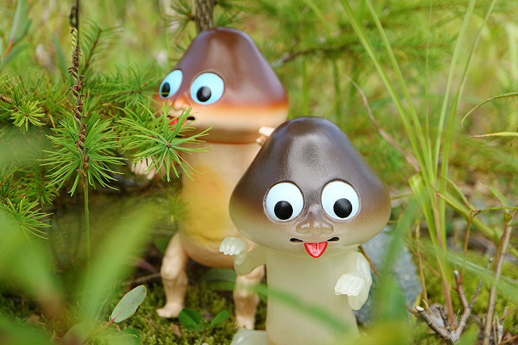 秋の夜長に追う、「松茸師匠」の謎 | きのこらぼ