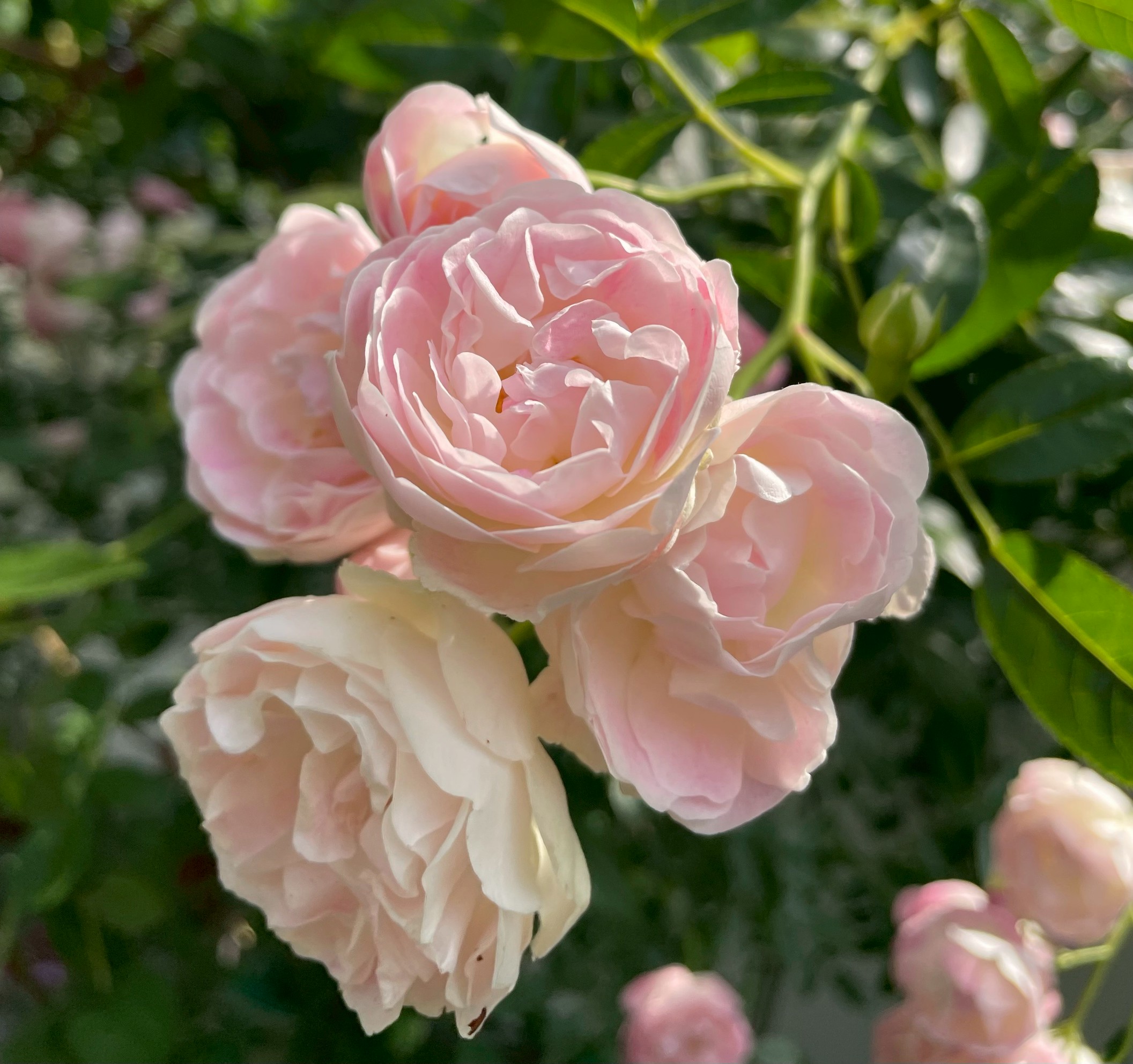 オールドローズ四季咲き大苗 マルゴシスター Herb&Rose バラ苗販売