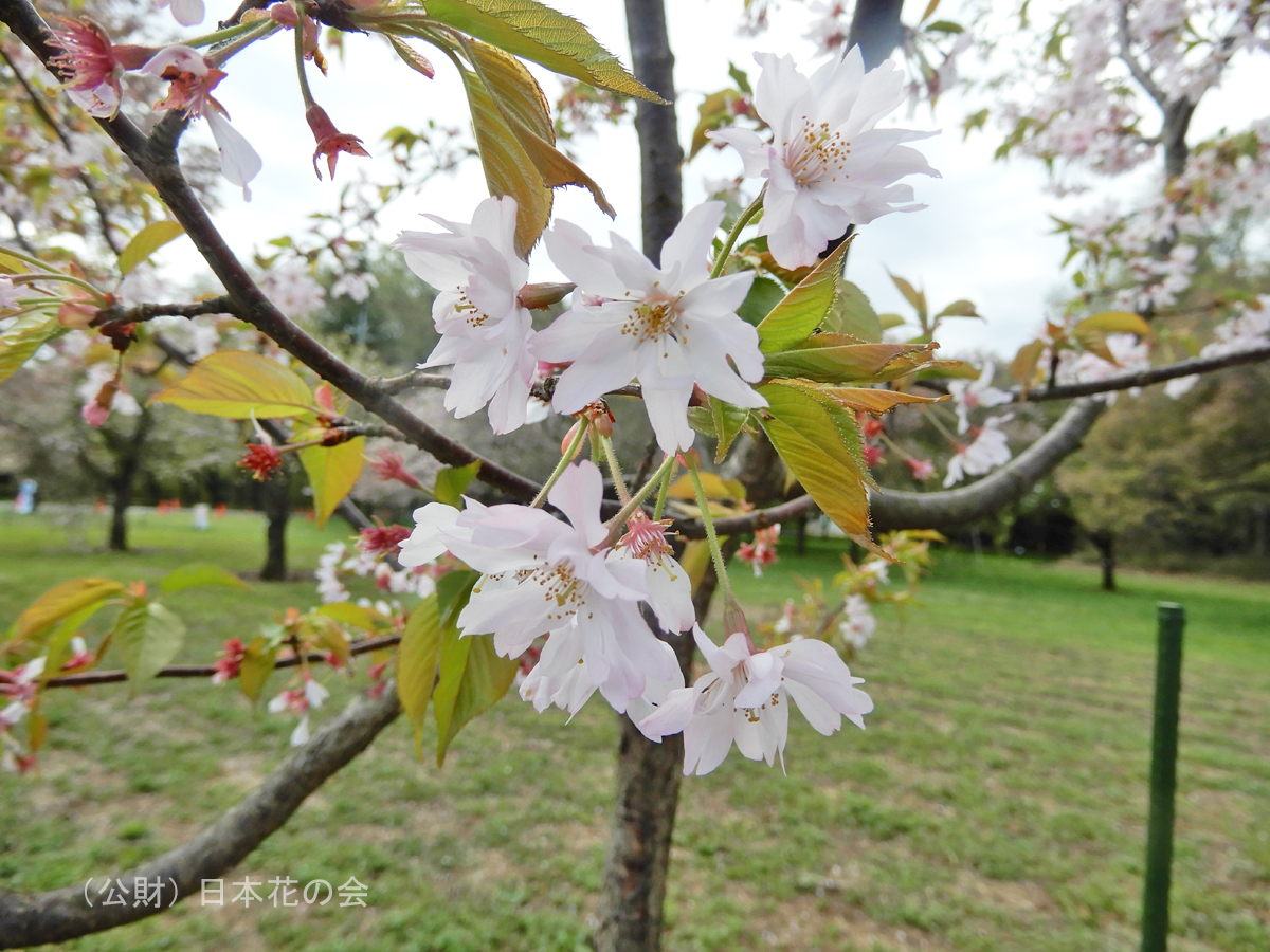 思伊出桜 | 桜図鑑｜公益財団法人日本花の会
