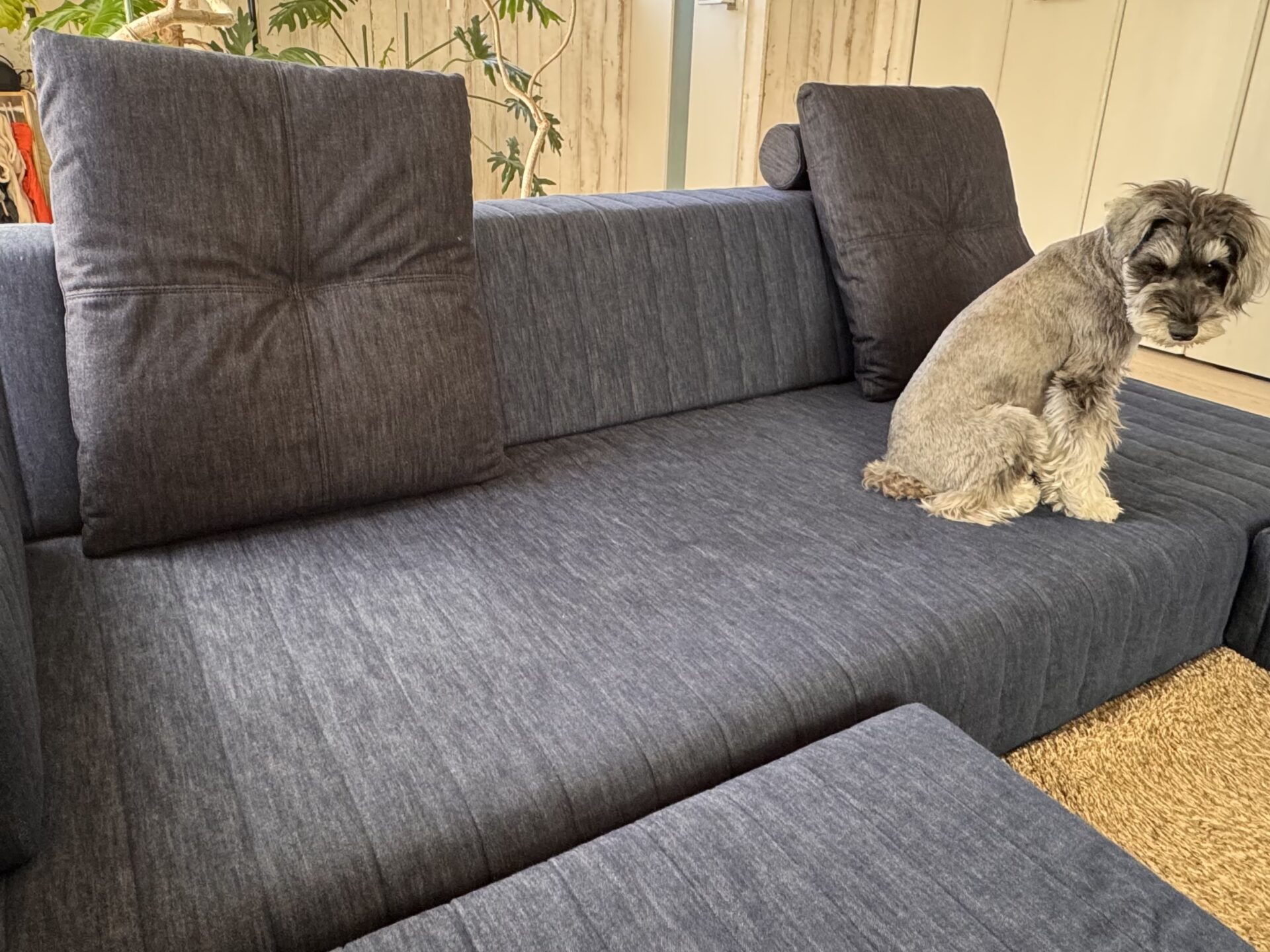 スロープを付けて、ミニチュアシュナウザーも上り下りしやすく