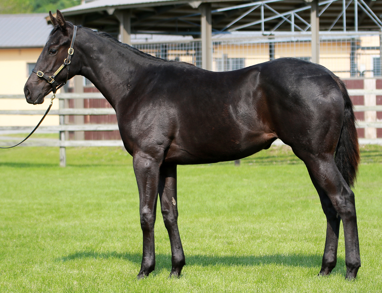 日高軽種馬農業協同組合