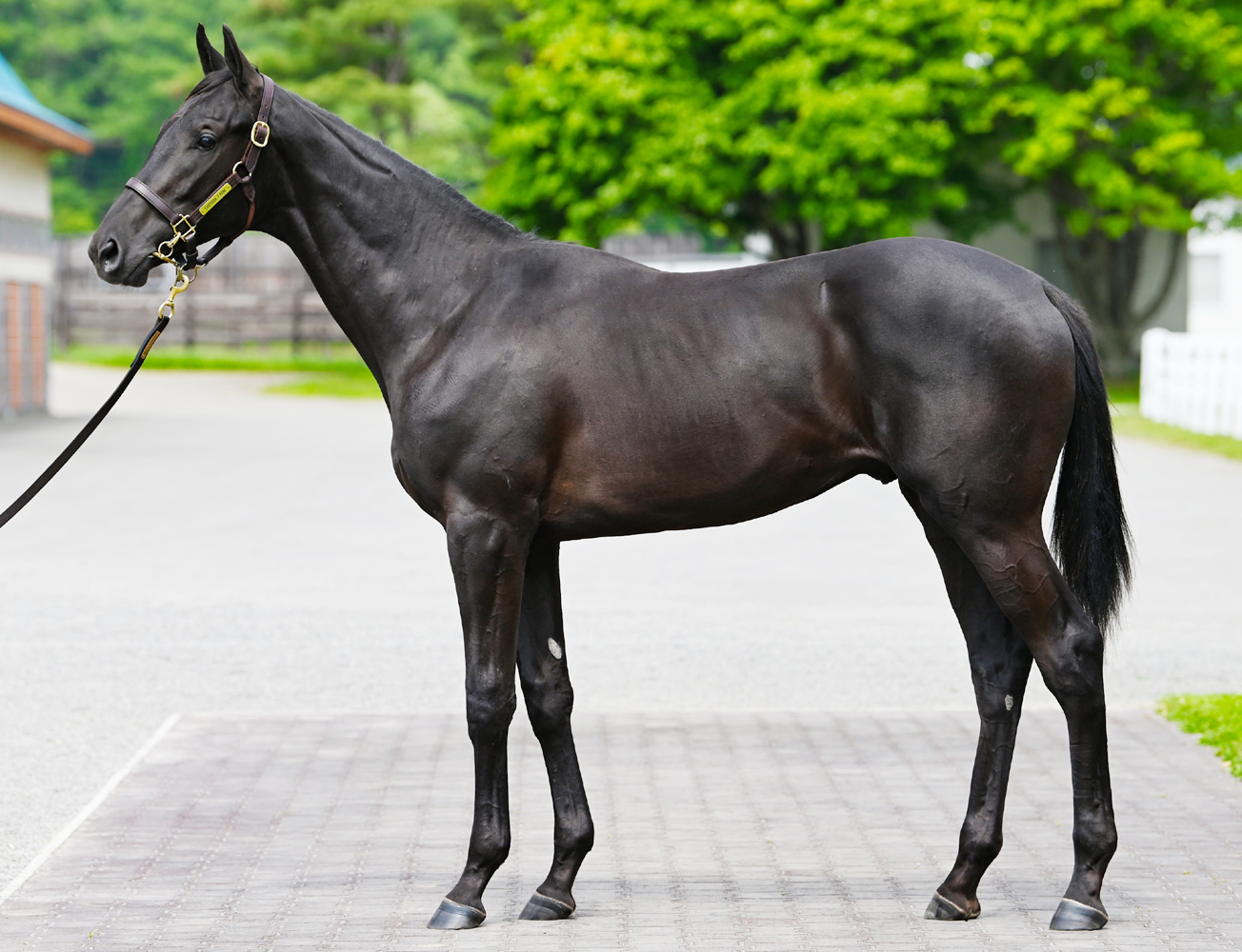 日高軽種馬農業協同組合