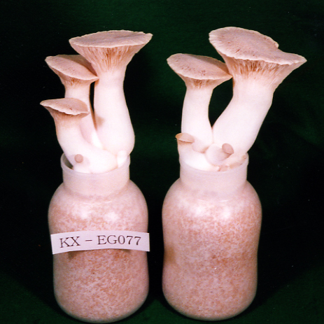 品種登録迅速化総合電子化システム