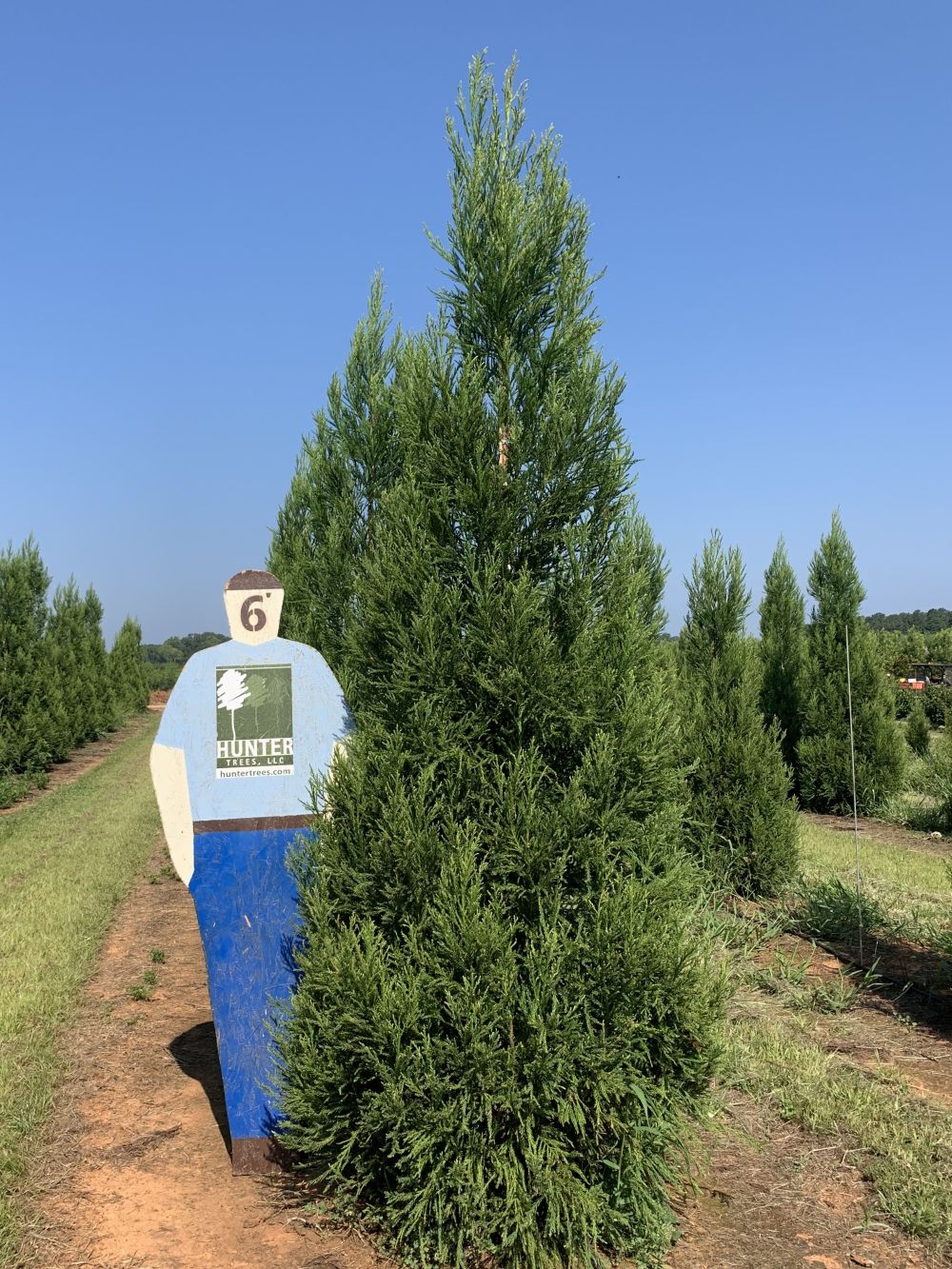 Yoshino Cryptomeria 15 gal - Hunter Trees, LLC