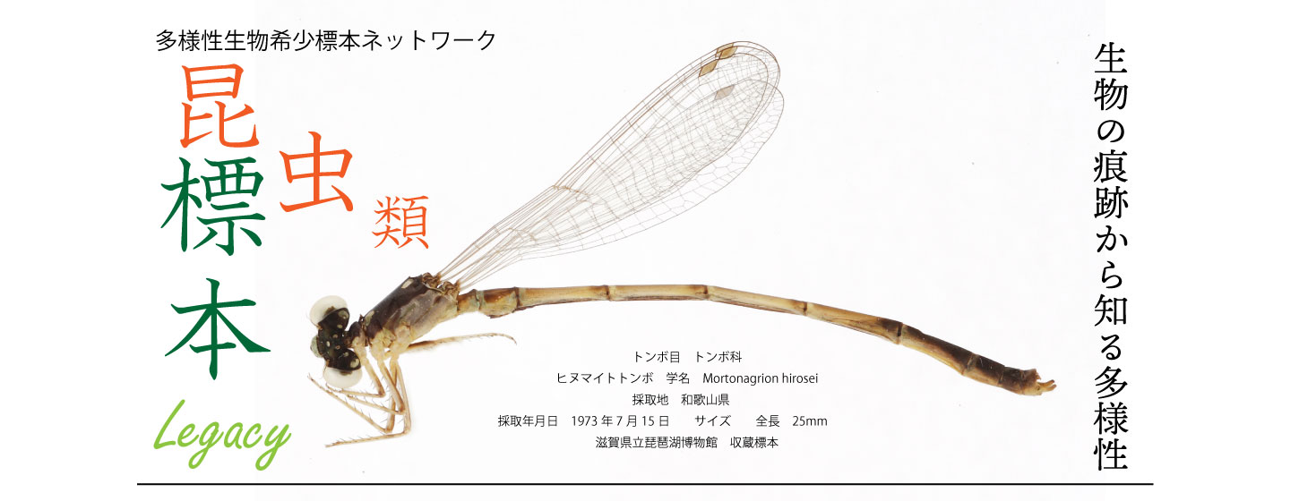 ギフチョウ | 【標本ナビ】多様性生物希少標本ネットワーク