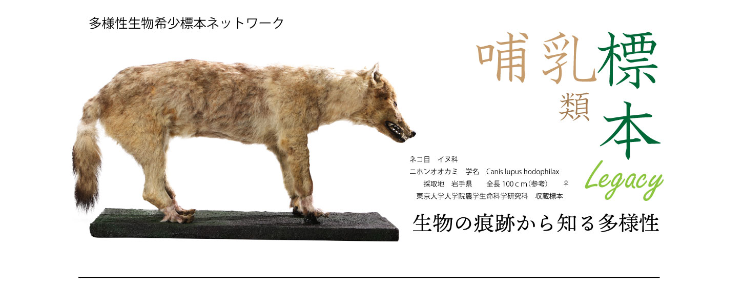 ヤエヤママルバネクワガタ | 【標本ナビ】多様性生物希少標本ネットワーク