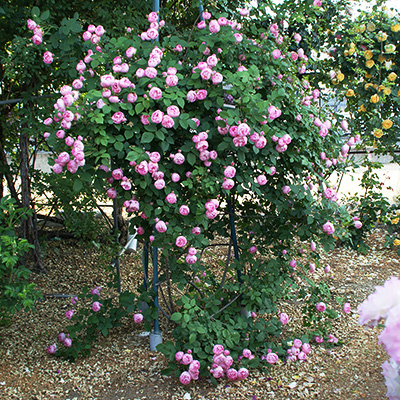 相原バラ園 / ローブリッター（CL）【冬苗】