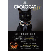 CACAOCAT × 『美少女戦士セーラームーン』 “ 夢のコラボ