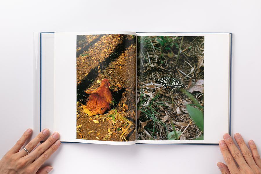 Hysteric Six by 中平卓馬– IACK