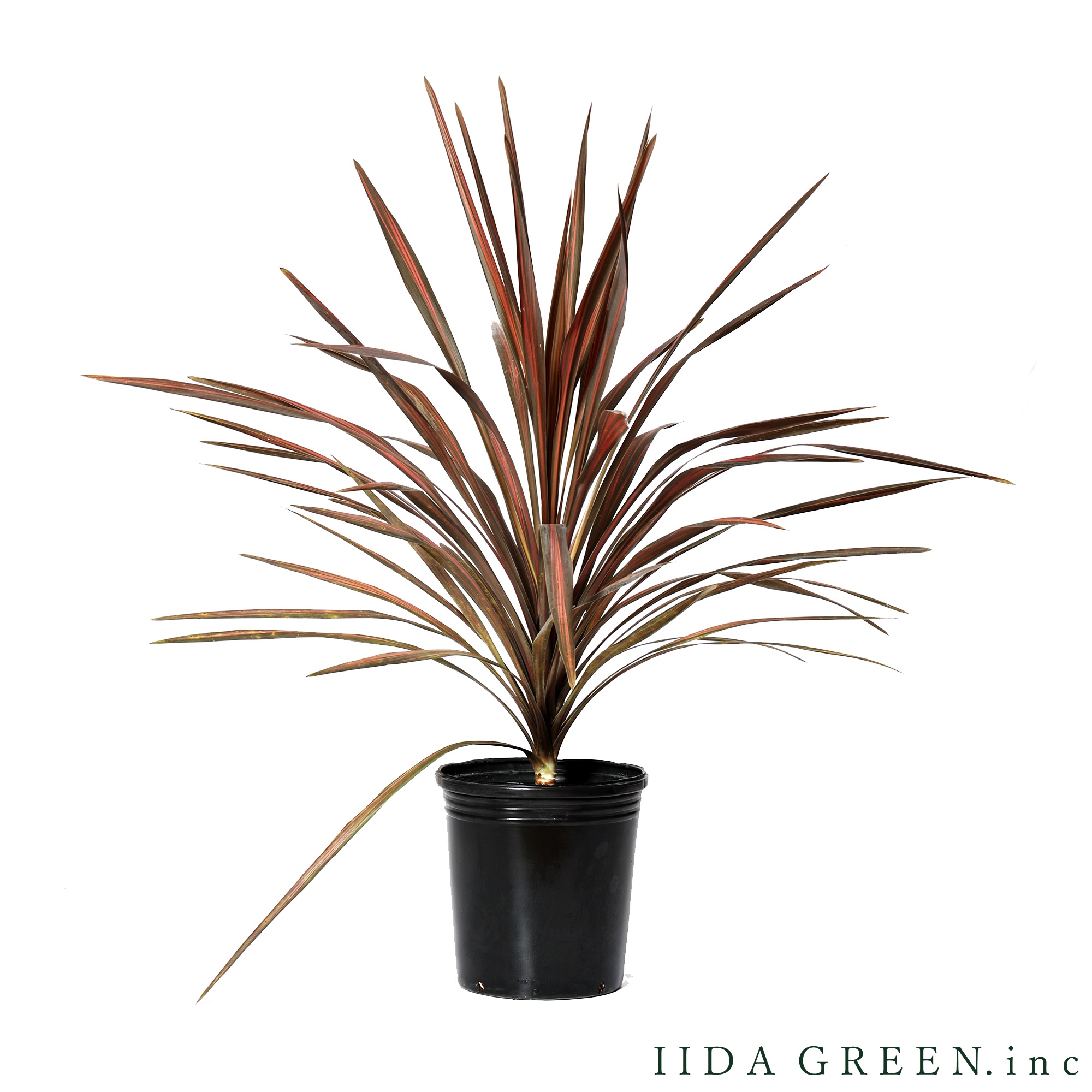 コルジリネ・コーヒークラシック - IIDA GREEN