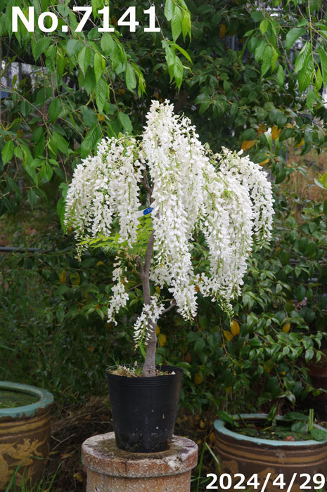 山野草の石田精華園 / 花藤 苗 選べる 白長藤(シロナガフジ) 7号(21cm