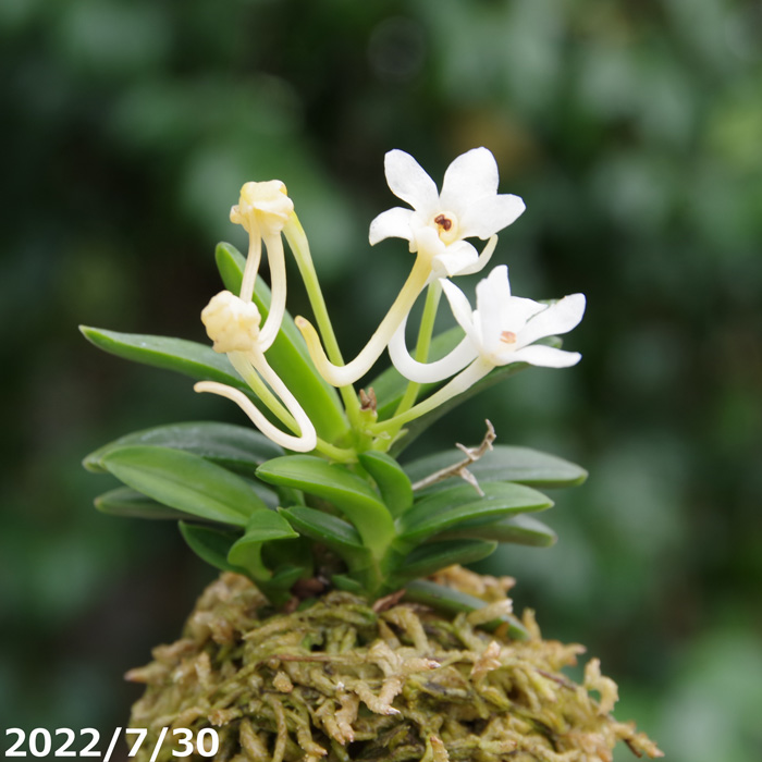 山野草の石田精華園 / 富貴蘭