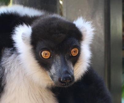 白黒襟巻狐猿 | しろくろえりまききつねざる シロクロエリマキ