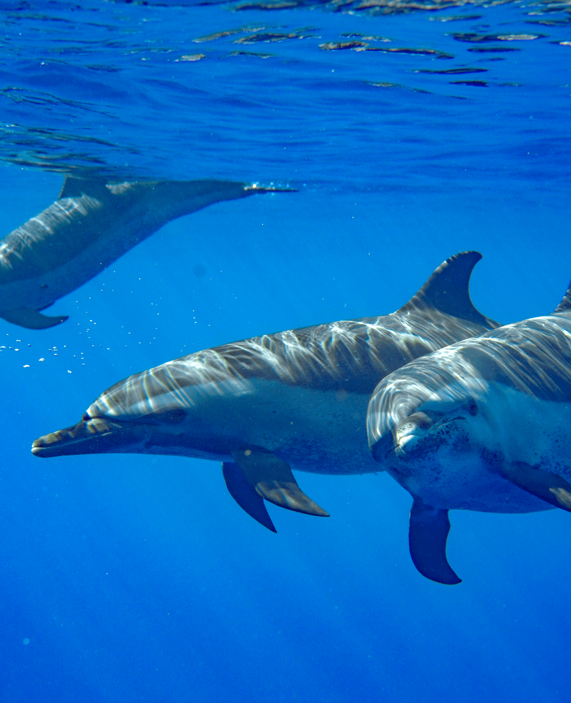 イルカ大学 - 【公式】イルカ ハワイ | 野生のイルカ・カメ・マンタツアー