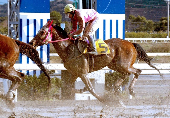 高知競馬 ハルウララ号 根付け #1 高知競馬 ハルウララ号 根付け #1