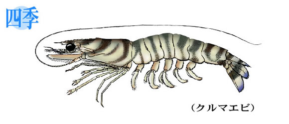 おさかな図鑑（くるまえび）