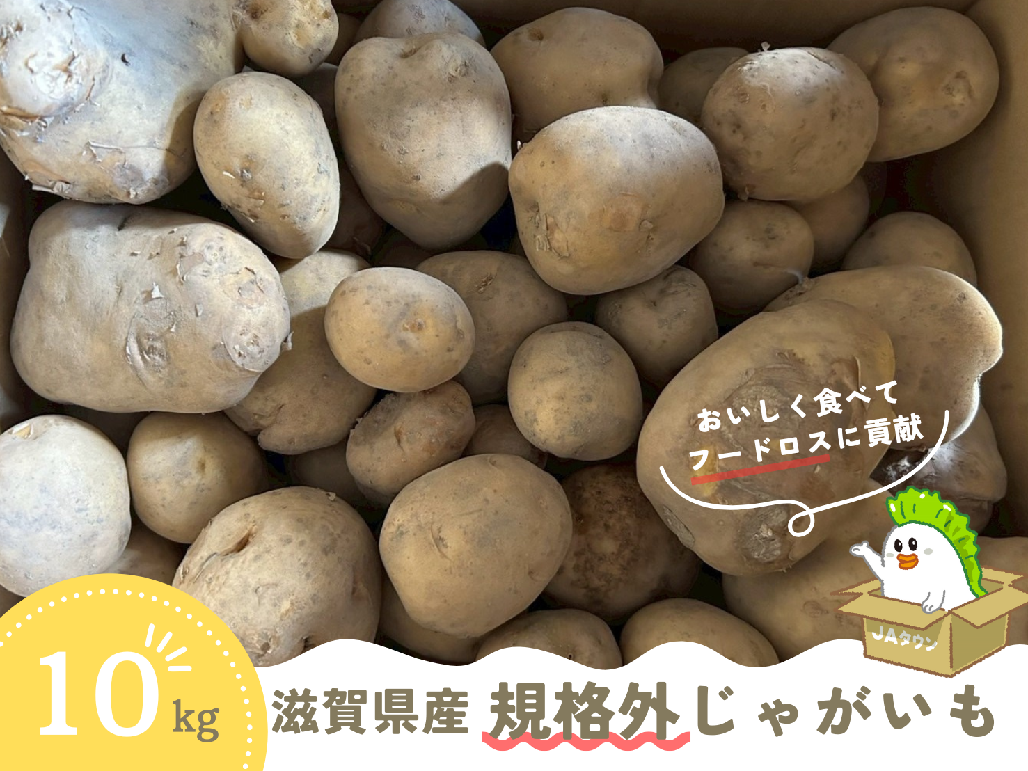 規格外】滋賀県産じゃがいも 約10kg（品種が選べる！）: 近江の味彩