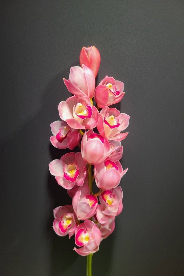 シンビジウム3色ミックス6本入（切り花）送料込み: 新鮮大好き徳島