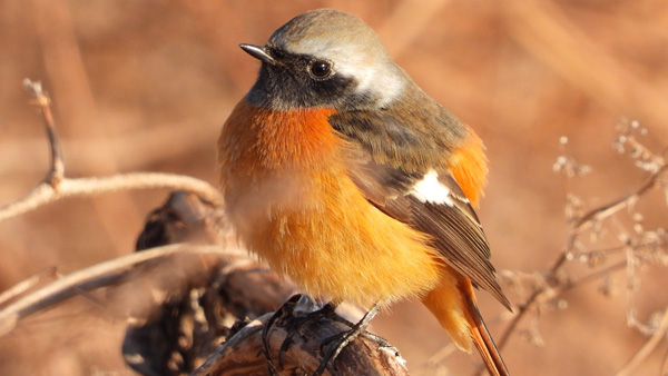 バードウォッチングウィーク 季節の鳥「eBird」に投稿 日本野鳥の会
