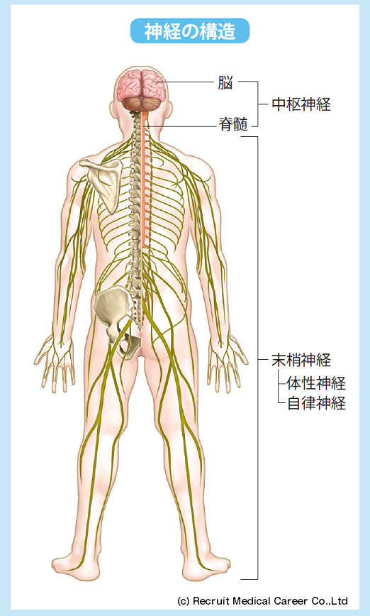 自律神経とは？｜自律神経失調症の情報サイト