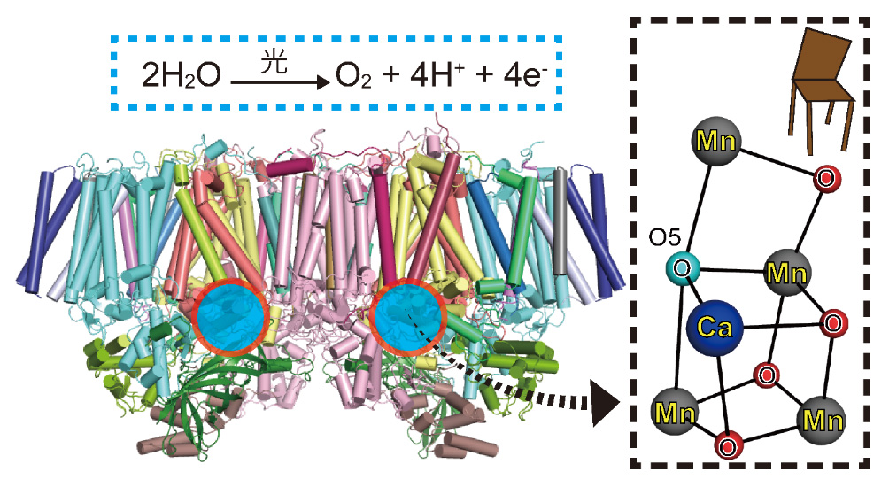 共同発表：光合成で「ゆがんだイス」型の触媒が酸素分子を形成する