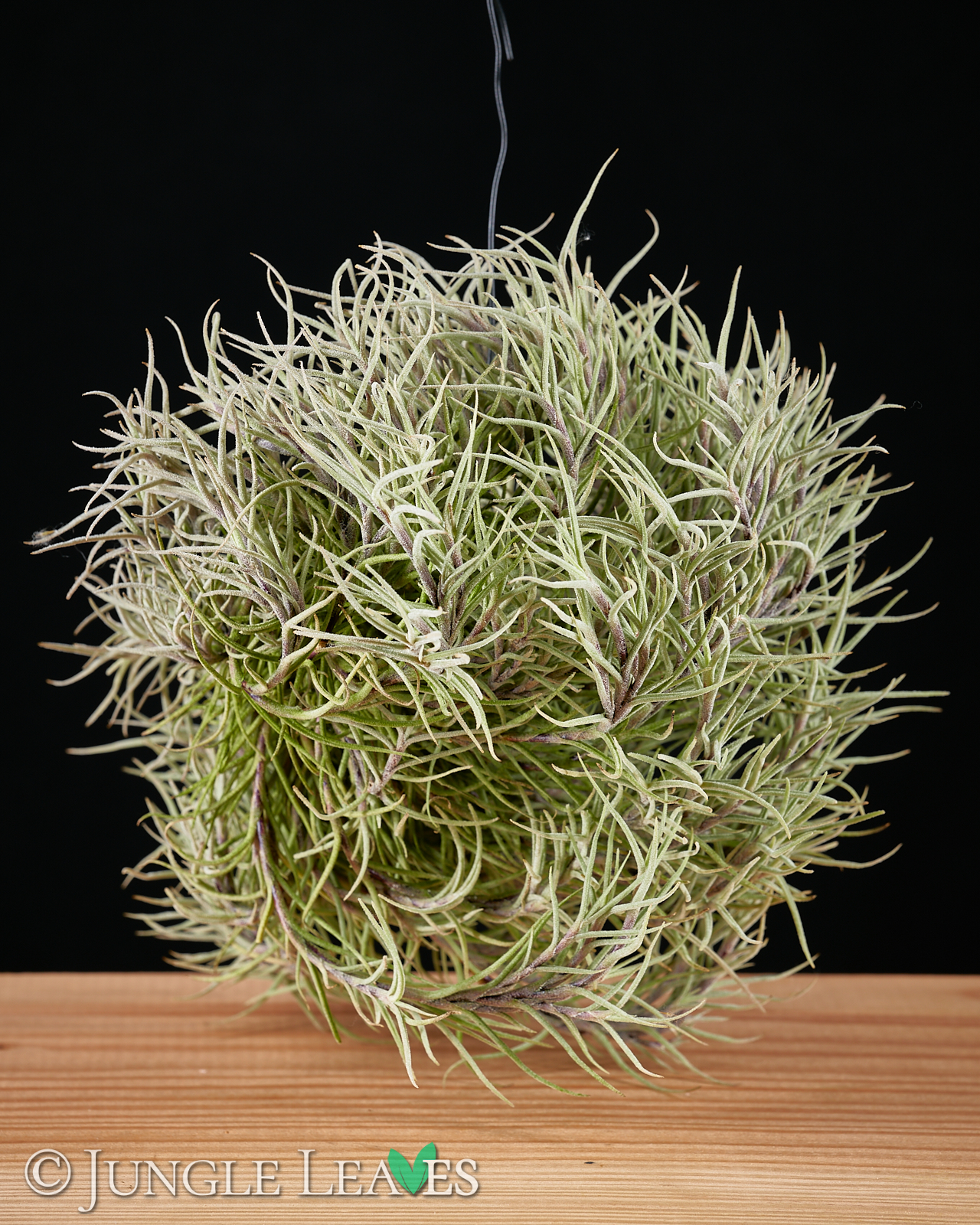 Tillandsia capillaris 3,99€ - Jungle Leaves