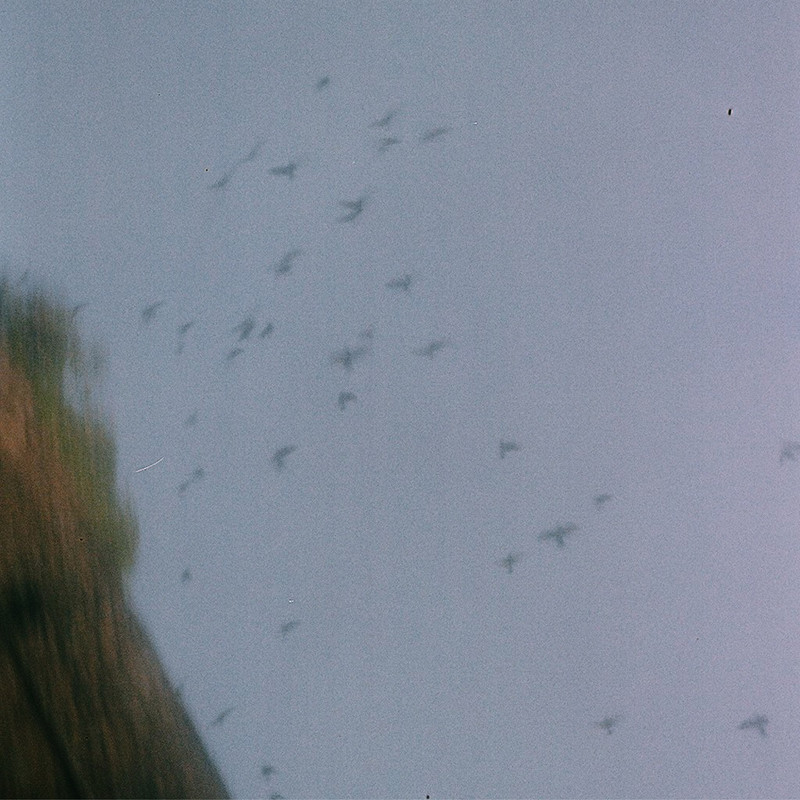 小山田壮平 | サイン -Acoustic Ver.- | スピードスターレコーズ