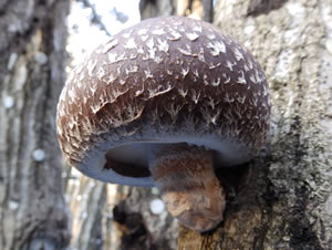 N115」原木しいたけ・きのこ種菌 - 菌興椎茸協同組合