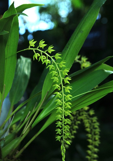 テ*ン様 山野草・ホザキラン(希少種！ホザキラン) も*ん様 山野草