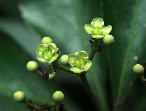 テ*ン様 山野草・ホザキラン(希少種！ホザキラン) も*ん様 山野草・