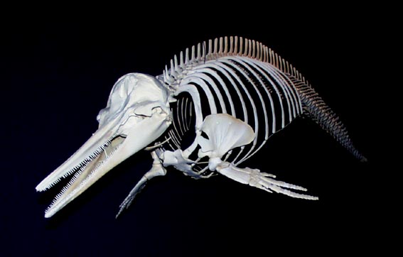 海洋総合辞典 Comprehensive Ocean Dictionary, 特選フォト