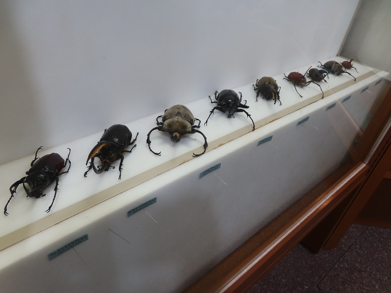 カブトムシ・クワガタの昆虫標本（無料でご覧いただけます） | るるパーク