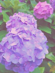 ヒロヤマガタ スターライトコンサート | 絵画など美術品の販売と買取