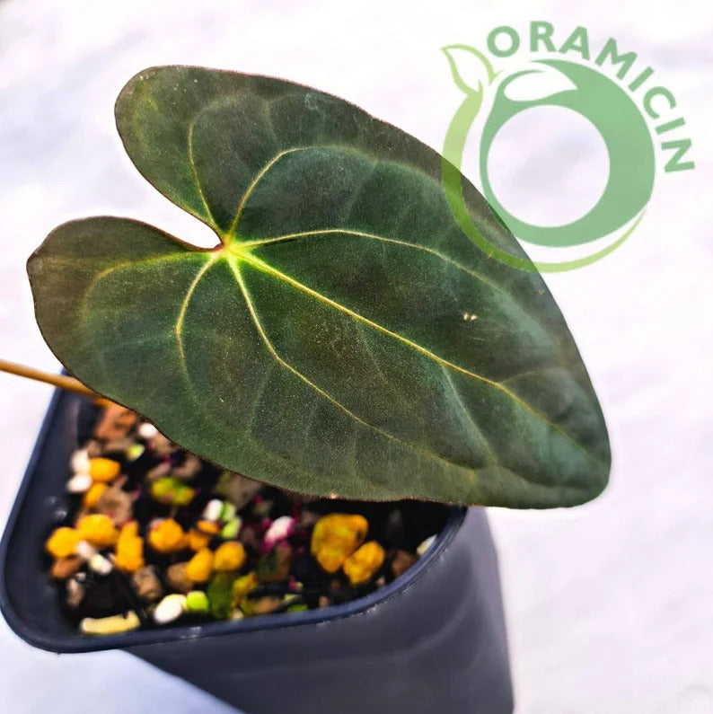Anthurium X-One (Papillilaminum Hybrid) Small ORAMICIN – oramicin