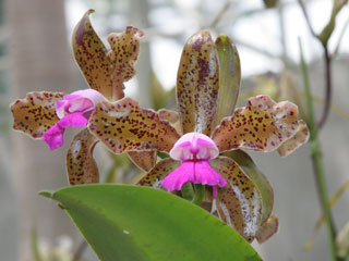 ワールドオーキッド2005インろまんちっく村 カトレヤ原種 World