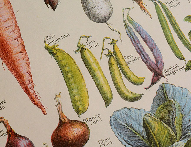 Cavallini & Co. ポスター ジャルダン ナチュラルインテリア 生活雑貨