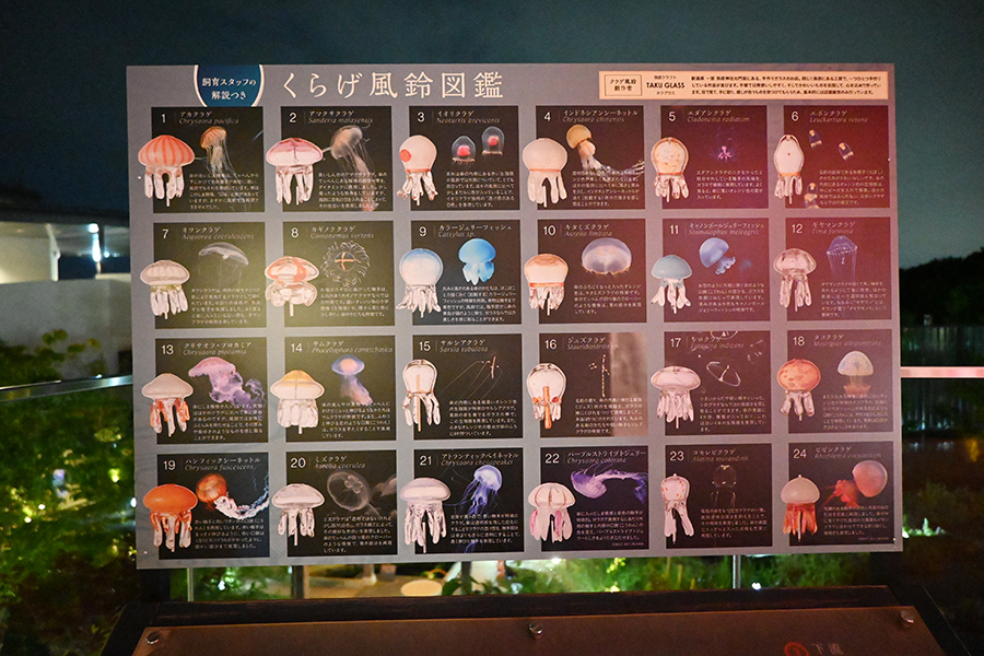 京都水族館の「くらげ風鈴」に癒やされる、今年は京和傘とコラボ