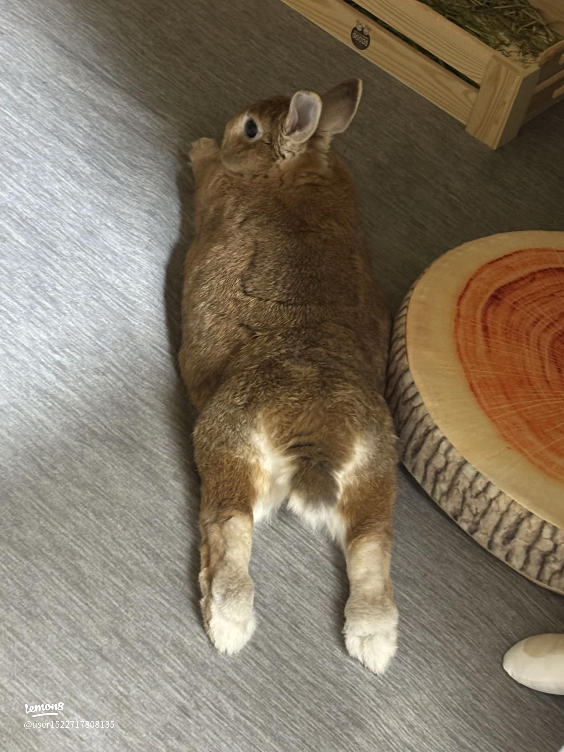 可愛いケツ曜日〜うさぎの愛らしい後ろ姿を楽しもう！