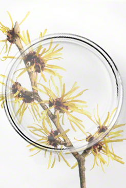 Priming with a Hydrating Fluid - Valmont