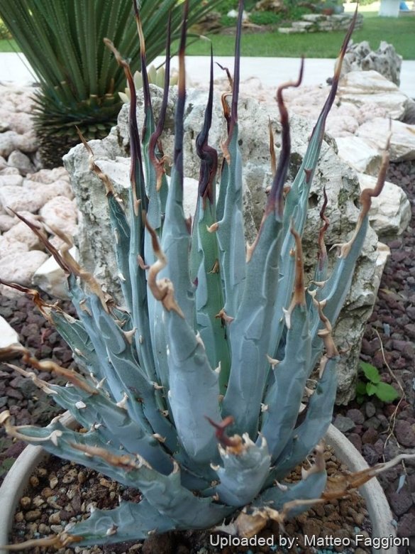 Agave utahensis var. eborispina