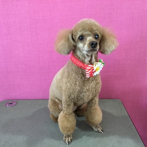 トリミングbefore&after プードル | 名古屋市緑区でトリミングなら