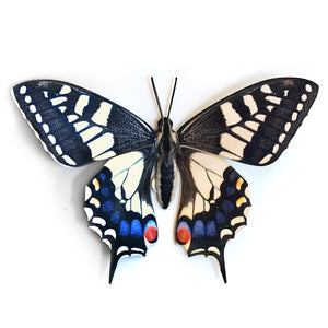 Paper Old World Swallowtail Butterfly - Moth & Myth