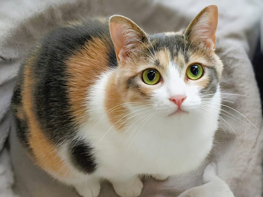 猫の毛色で性別がわかるって本当？— 三毛・サビに隠された“遺伝の